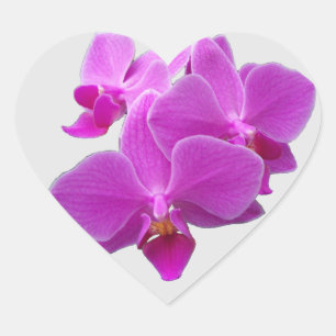 Orquídea de traça fúcsia na folha das etiquetas
