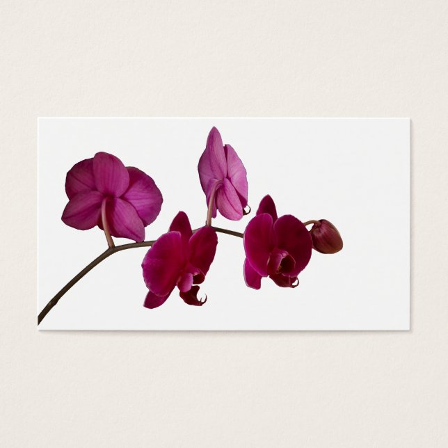 Orquídea Dendrobium Rosa Quente - Fundo das Orquíd (Frente)