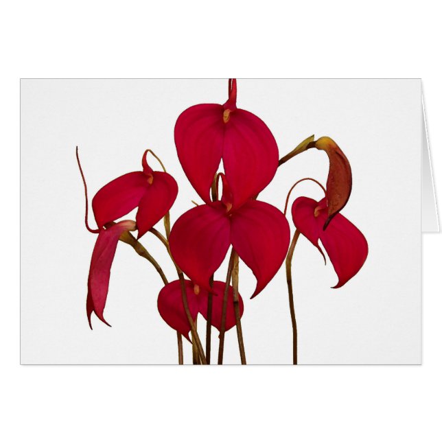 Orquídea do Masdevallia - cartão (Frente Horizontal)