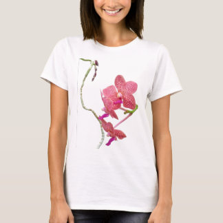 Orquídea do Phalaenopsis - camisa