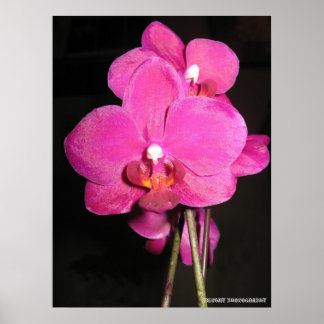 Orquídea em Bloom Poster