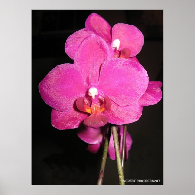 Orquídea em Bloom Poster (Frente)