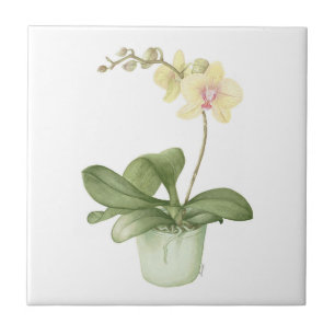 Orquídea em um azulejo botânico do pote verde
