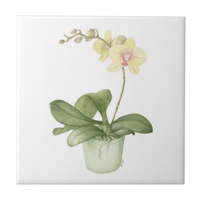 Orquídea em um azulejo botânico do pote verde (Frente)