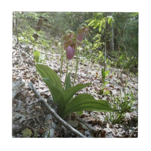Orquídea-escorregador-rosa