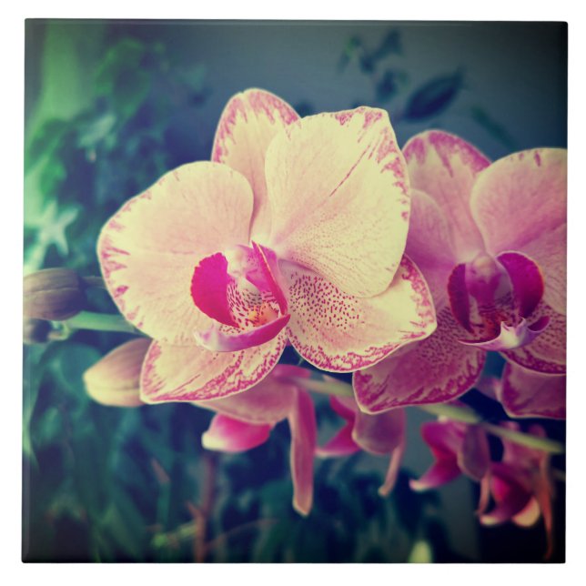 Orquídea falaenopse ppolka flores cor-de-rosa flor (Frente)