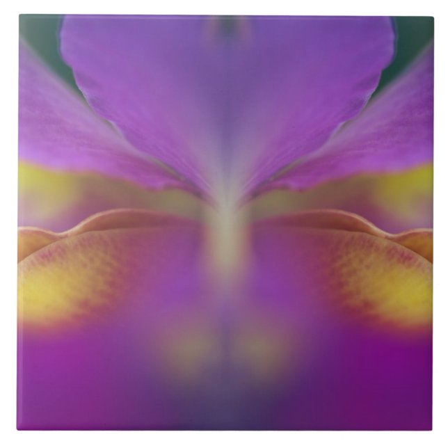 Orquídea híbrida, Flórida 2 (Frente)