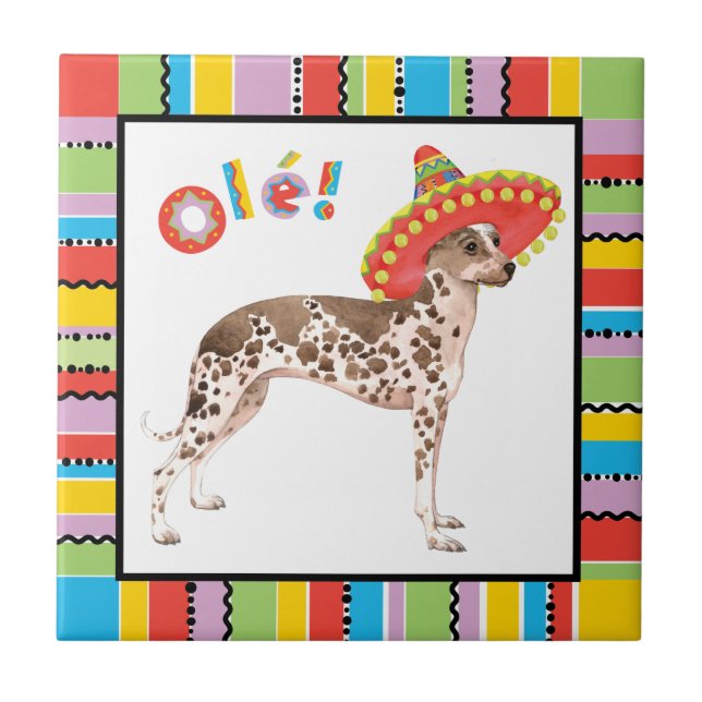 Orquídea Inca Fiesta Peruana (Frente)