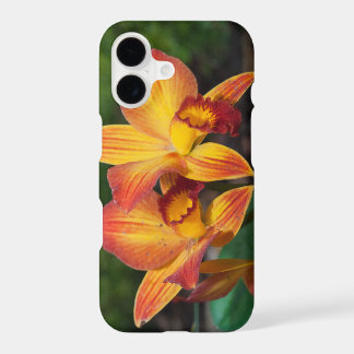 Orquídea Laranja Gorda Amarelo Rhyncattleanthe