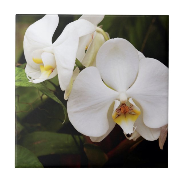 Orquídea Lua Branca (Phalaenopsis Aphrodite) (Frente)