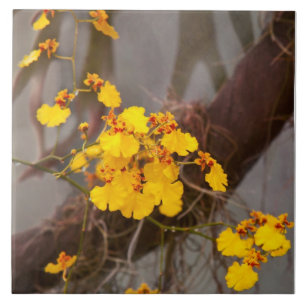Orquídea - Manhã Dourada