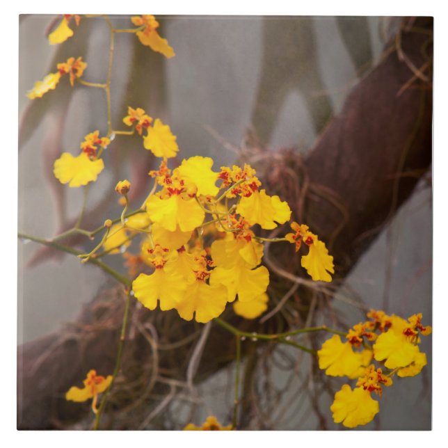 Orquídea - Manhã Dourada (Frente)