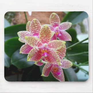 Orquídea Mousepad
