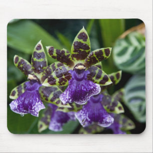Orquídea Mousepad de Zygopetalum