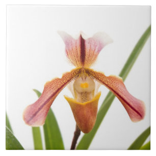 Orquídea - O chinelo vai caber