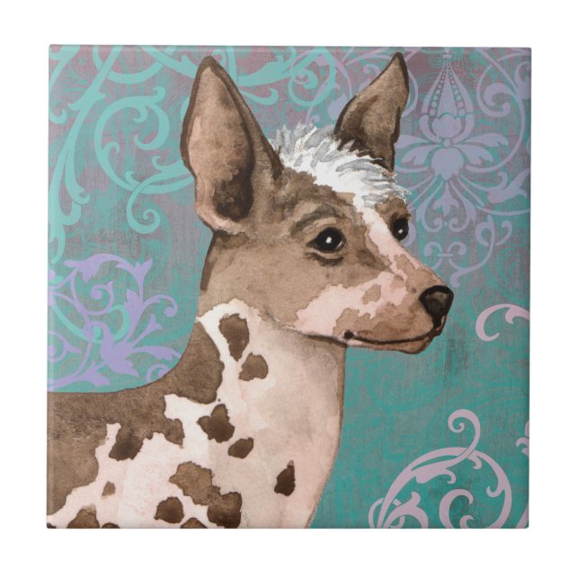 Orquídea peruana elegante do Inca (Frente)