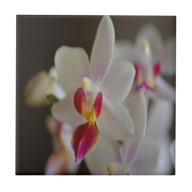 Orquídea Phalaenopse (Frente)