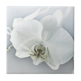 Orquídea Phalaenopsis Branca