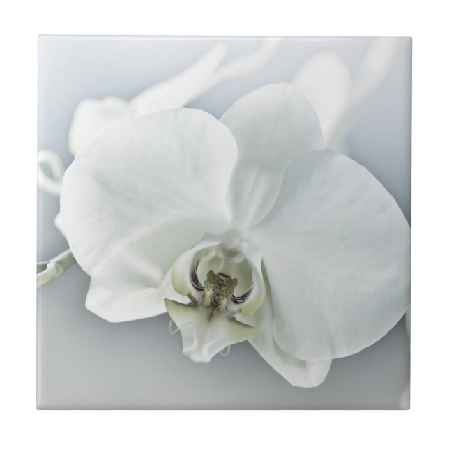 Orquídea Phalaenopsis Branca (Frente)