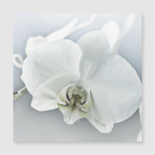 Orquídea Phalaenopsis Branca