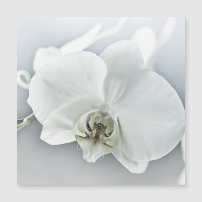 Orquídea Phalaenopsis Branca (Frente)