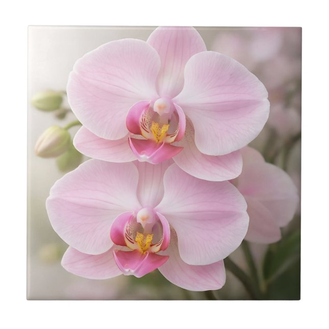 Orquídea Phalaenopsis Rosa Suave (Frente)