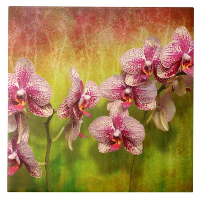 Orquídea - Phalaenopsis - simplesmente um prazer (Frente)