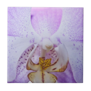 Orquídea Rosa