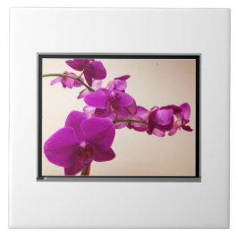 Orquídea rosa
