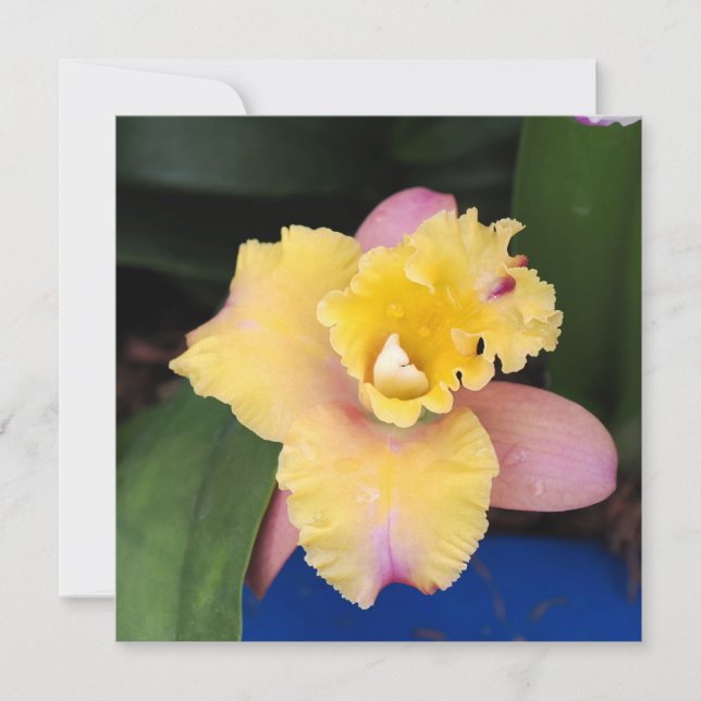 Orquídea rosa pastel e amarela (Frente)