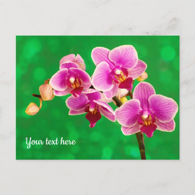 Orquídea Roxa em Cartão Postal Verde (Frente)