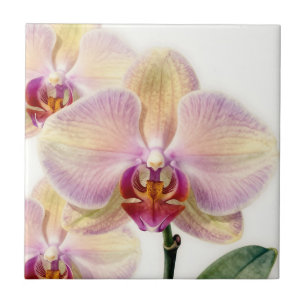 Orquídea Roxa Pastel Elegante em Flor