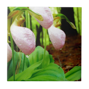 Orquídea selvagem da senhora deslizador