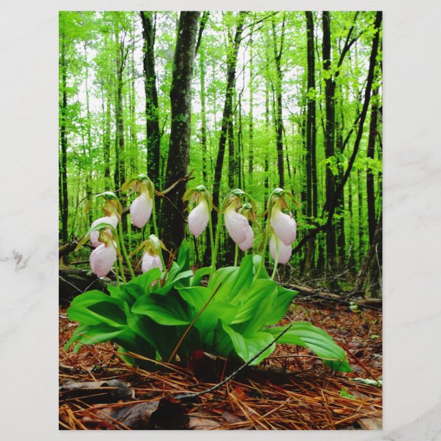 Orquídea silvestre de Lady Slipper Rosa (Frente)