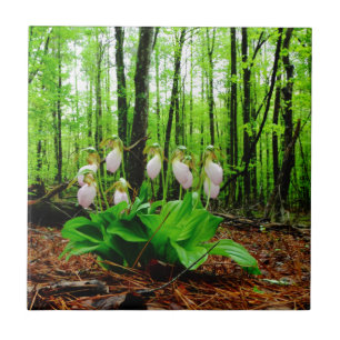 Orquídea silvestre de Lady Slipper Rosa