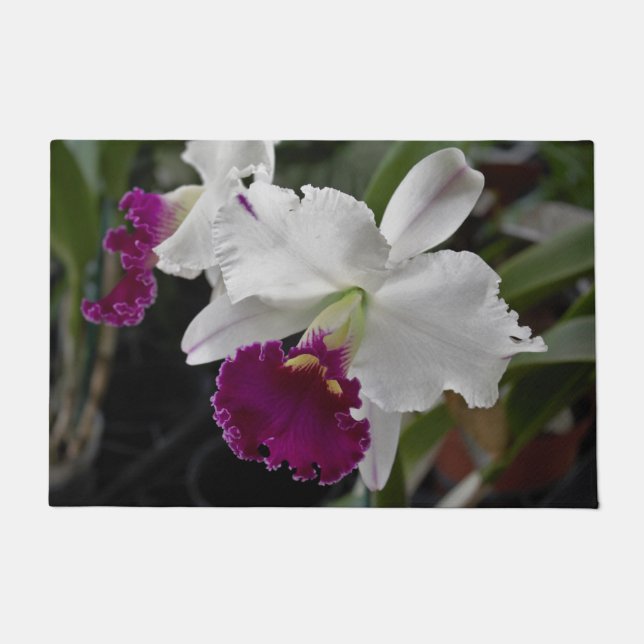 Orquídea Tapete Branco Roxo (Frente)