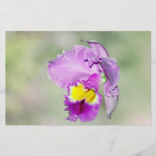 Orquídea tocada pelo deus para a mamã