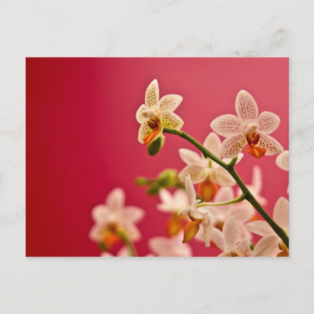 Orquídea vermelha - Cartão postal (Frente)
