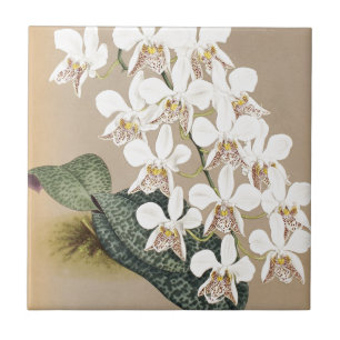 Orquídeas