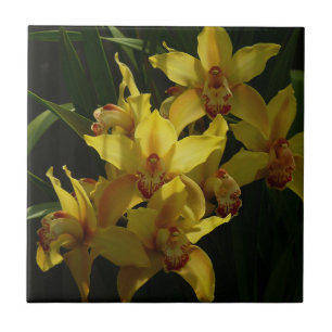 Orquídeas Amarelas Sunitas Floral