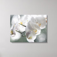 Orquídeas Brancas canvas