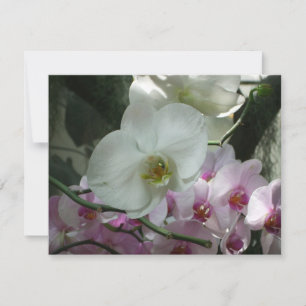 Orquídeas brancas e roxas