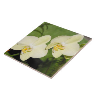 Orquídeas Brancas em um fundo verde