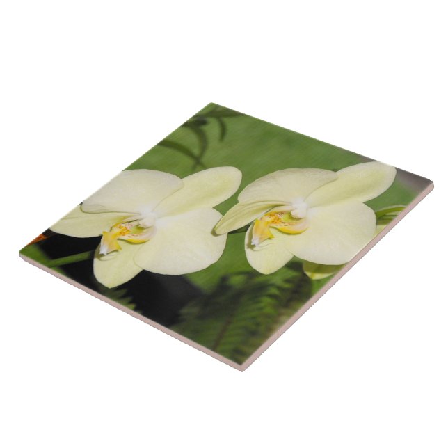Orquídeas Brancas em um fundo verde (Lateral)