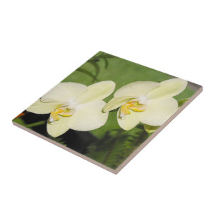 Orquídeas brancas sobre fundo verde