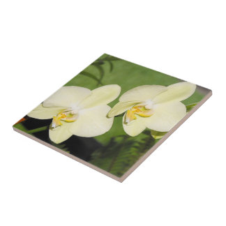 Orquídeas brancas sobre fundo verde