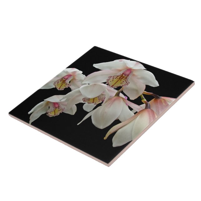 Orquídeas-Creme e Rosa em Preto (Lateral)