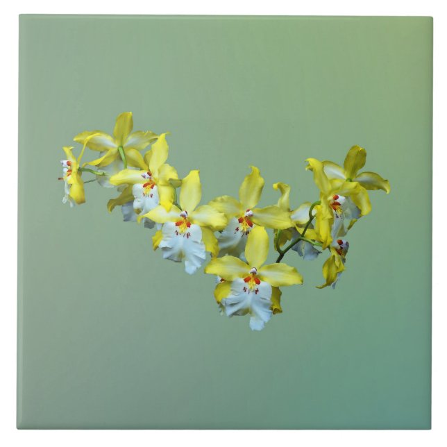 Orquídeas da Vuylstekeara amarela e branca Coração (Frente)