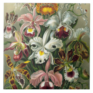 Orquídeas de Belas Artes - Formas de Arte da Natu