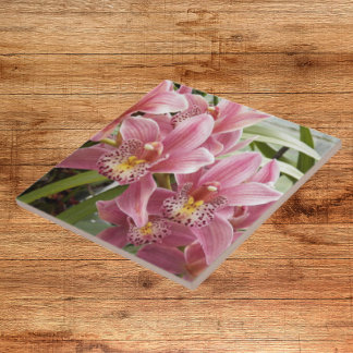 Orquídeas de Cymbidium Cor-de-rosa adorável